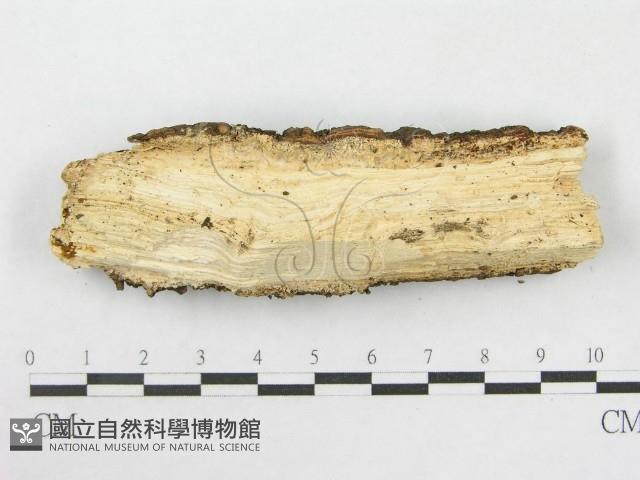 登錄號:F0003863藏品圖，第4張