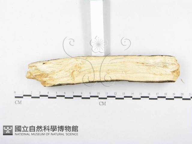 射脈菌屬藏品圖，第4張