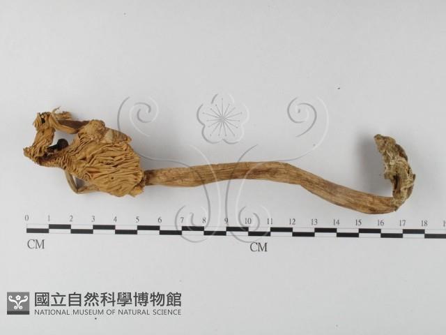 登錄號:F0012963藏品圖，第1張