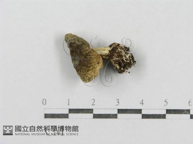 紅菇屬藏品圖，第4張