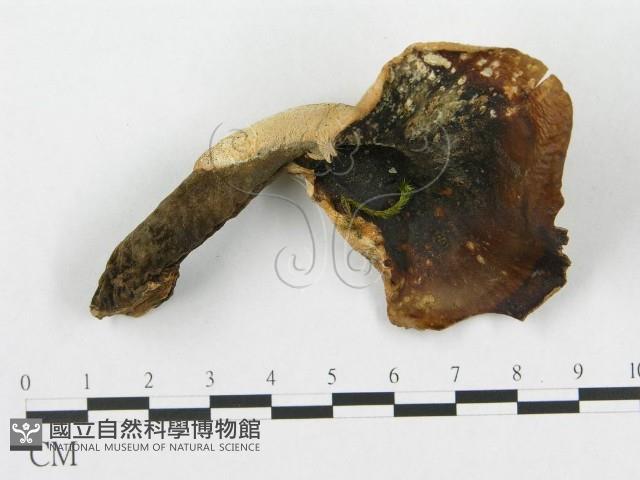 登錄號:F0017663藏品圖，第4張