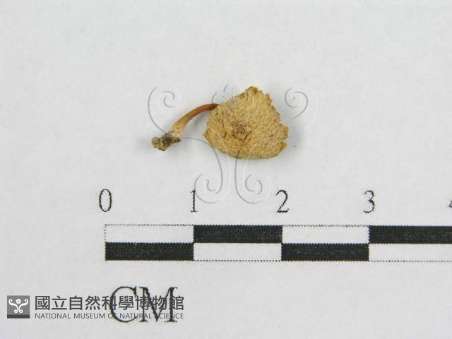 登錄號:F0005663藏品圖，第4張