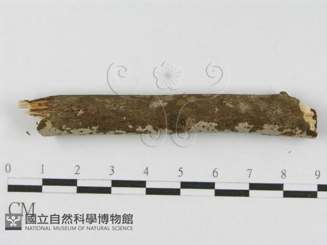 登錄號:F0010463藏品圖，第4張