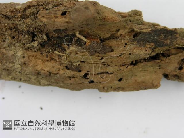 登錄號:F0012463藏品圖，第4張