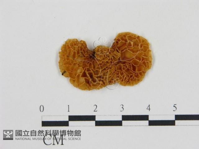 登錄號:F0001763藏品圖，第4張