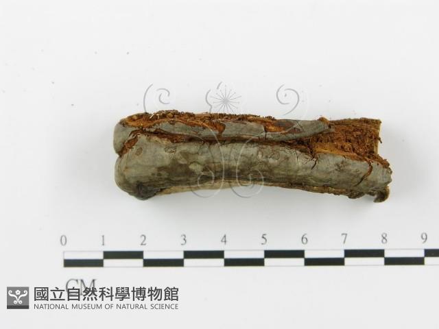 Accession Number:F0005763 Collection Image, Figure 4, Total 5 Figures