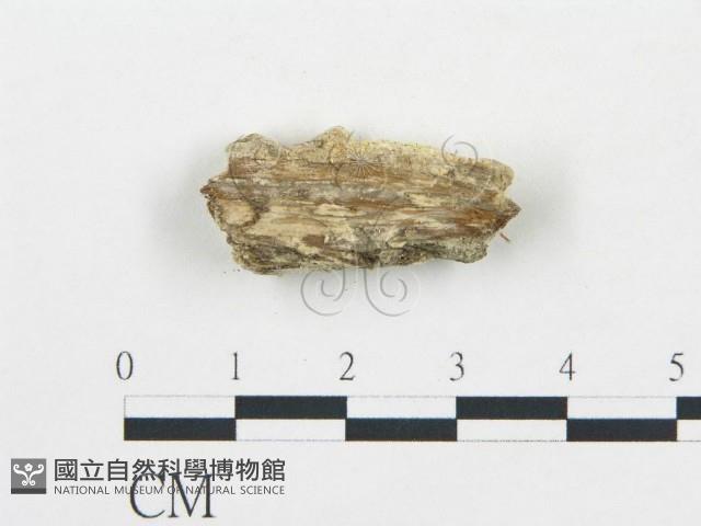 登錄號:F0019763藏品圖，第4張