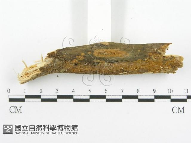 登錄號:F0001563藏品圖，第4張