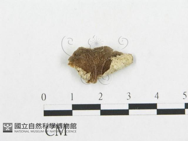 登錄號:F0017563藏品圖，第4張