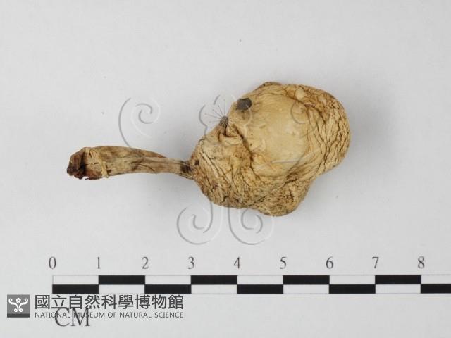 登錄號:F0016163藏品圖，第4張