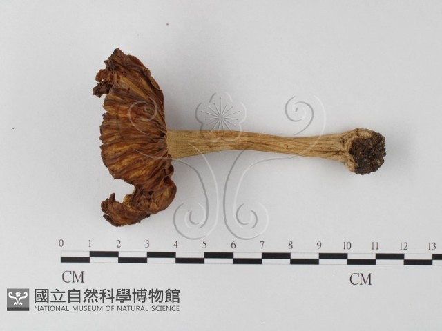 登錄號:F0002163藏品圖，第4張