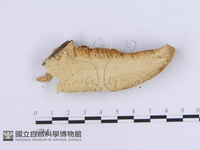 登錄號:F0007163藏品圖，第4張