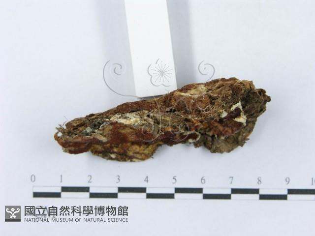射脈菌屬藏品圖，第4張