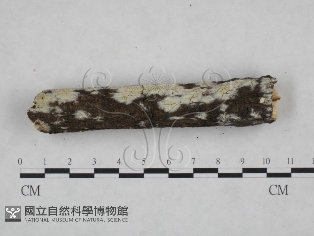 登錄號:F0025163藏品圖，第4張