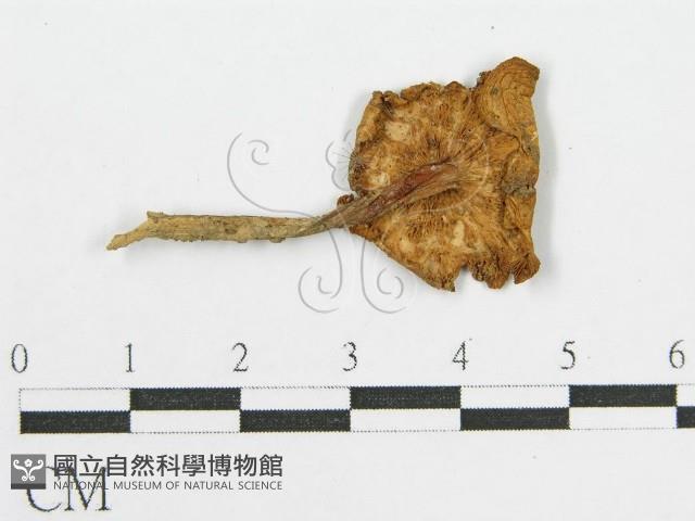 登錄號:F0013063藏品圖，第4張