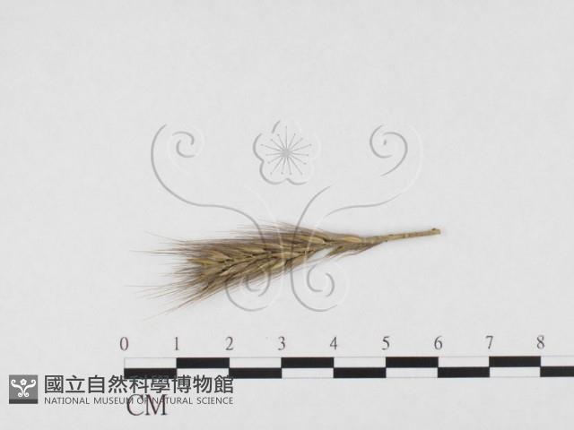 登錄號:F0026363藏品圖，第4張