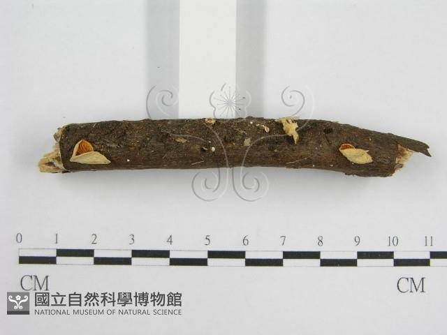 微皮傘屬藏品圖，第4張