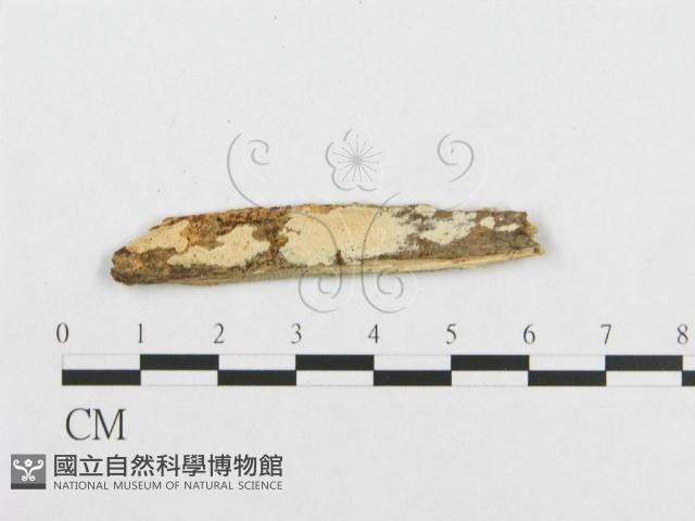 登錄號:F0017363藏品圖，第4張