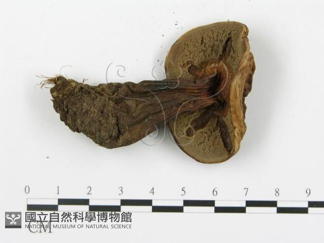 登錄號:F0020223藏品圖，第4張
