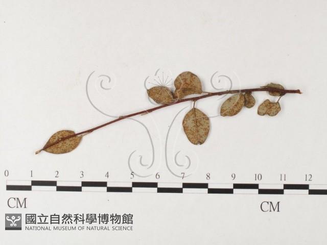 登錄號:F0026223藏品圖，第4張