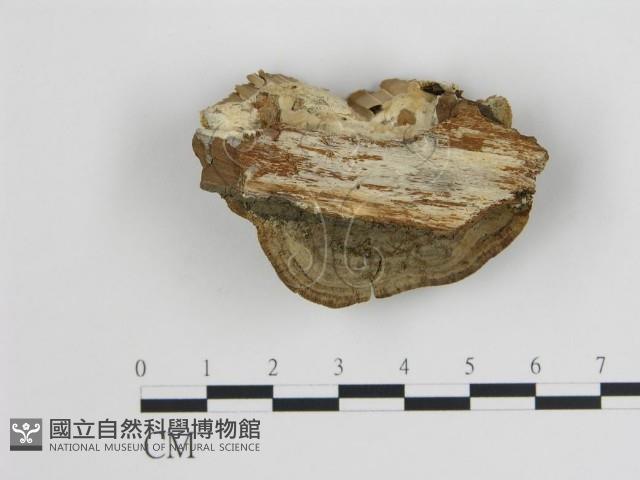 登錄號:F0018823藏品圖，第4張