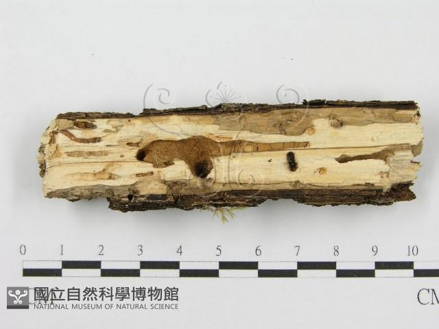 筍殼菌屬藏品圖，第4張