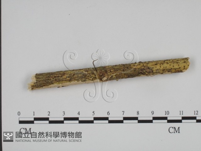 叉絲革菌屬藏品圖，第4張