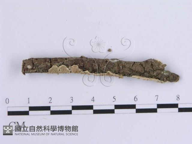 登錄號:F0014923藏品圖，第4張