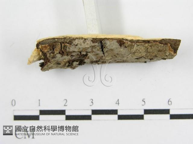 登錄號:F0012923藏品圖，第4張