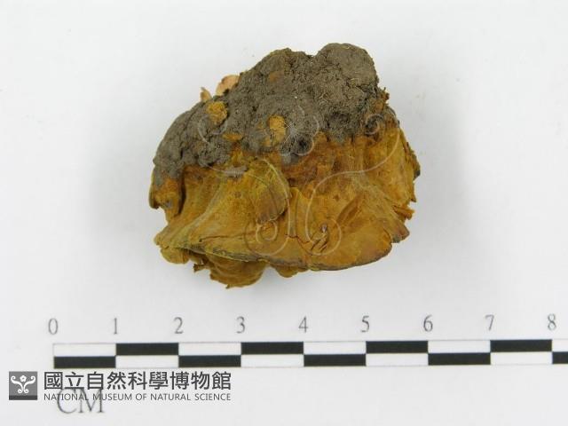 登錄號:F0017923藏品圖，第4張