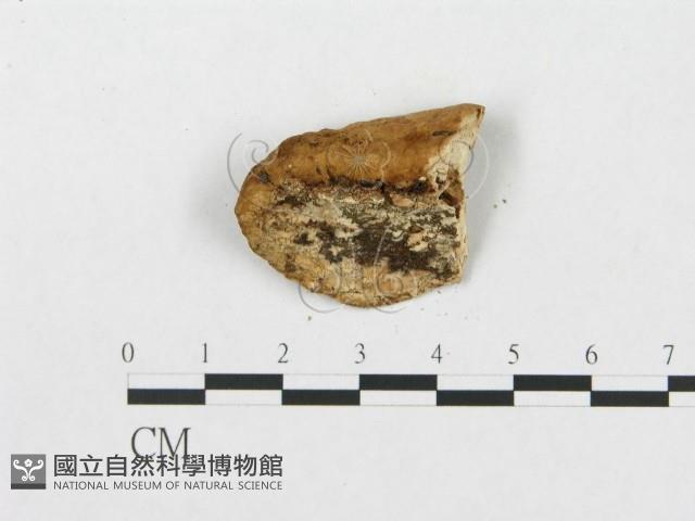 登錄號:F0005923藏品圖，第4張