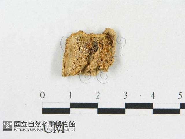 登錄號:F0019923藏品圖，第4張