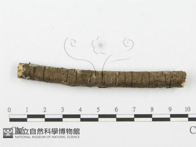 齒耳菌屬藏品圖，第4張