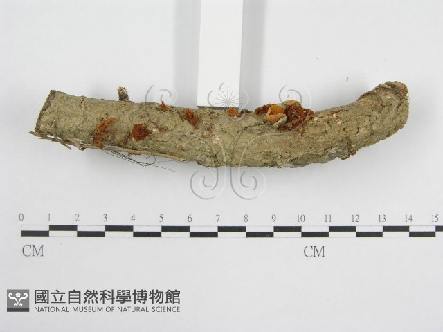 微皮傘屬藏品圖，第4張