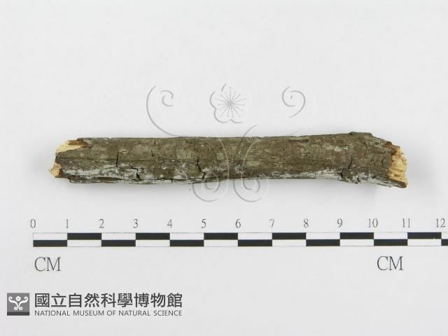 冇骨消絲齒菌藏品圖，第4張