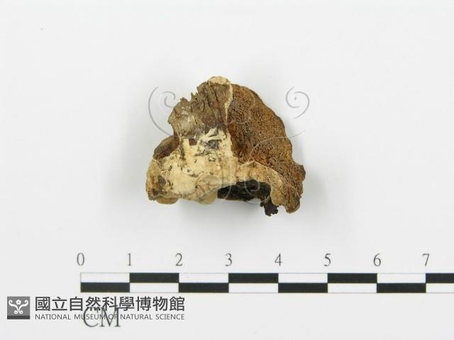 登錄號:F0006423藏品圖，第4張