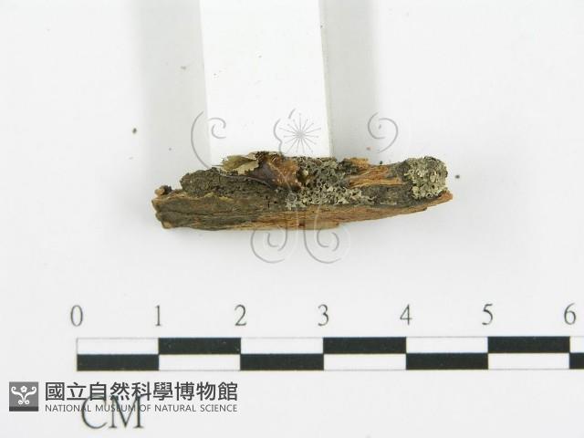 登錄號:F0011423藏品圖，第4張