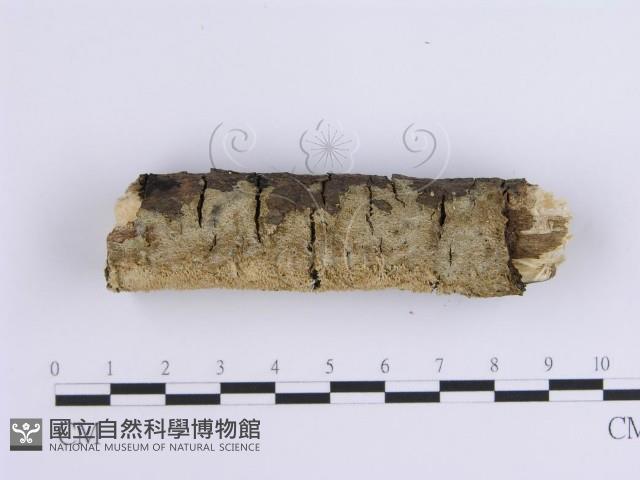 齒耳菌屬藏品圖，第4張