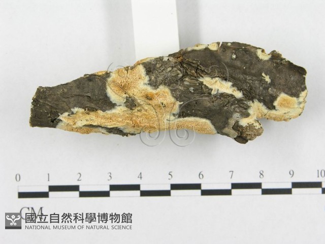 登錄號:F0017423藏品圖，第4張