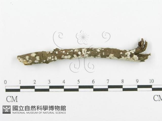 登錄號:F0018723藏品圖，第4張