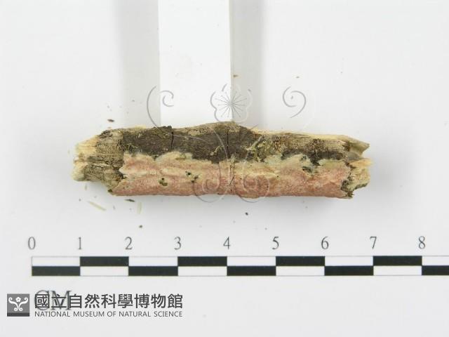 登錄號:F0010523藏品圖，第4張