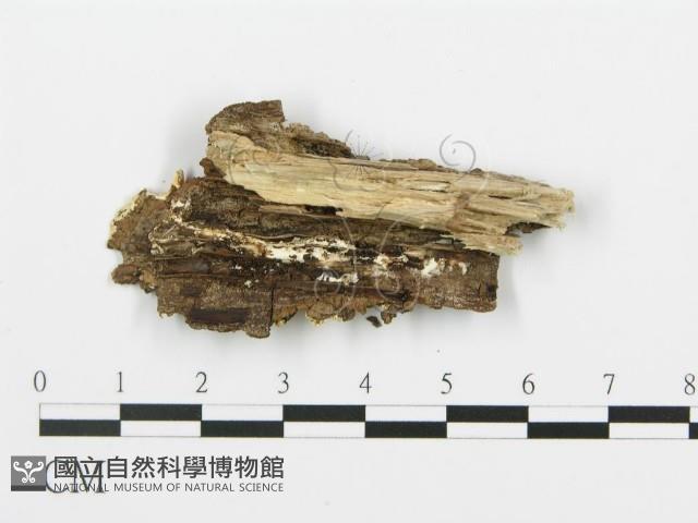 登錄號:F0017523藏品圖，第4張