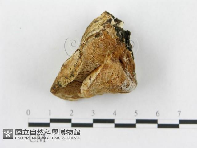 登錄號:F0014023藏品圖，第4張