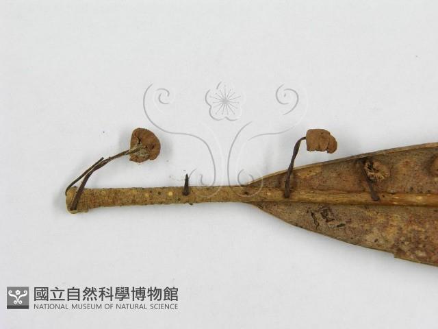 微皮傘屬藏品圖，第4張