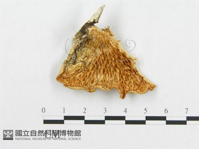 登錄號:F0007023藏品圖，第4張