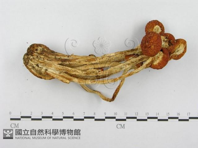 登錄號:F0013023藏品圖，第4張