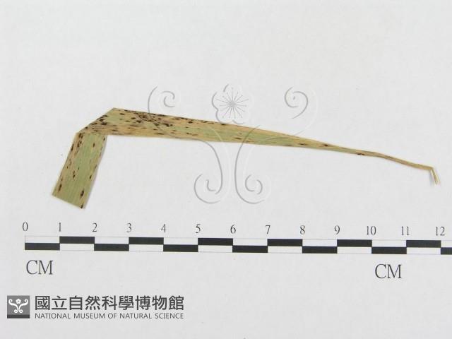 登錄號:F0019323藏品圖，第4張