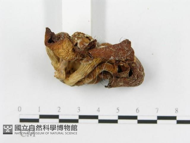 糙皮側耳藏品圖，第4張