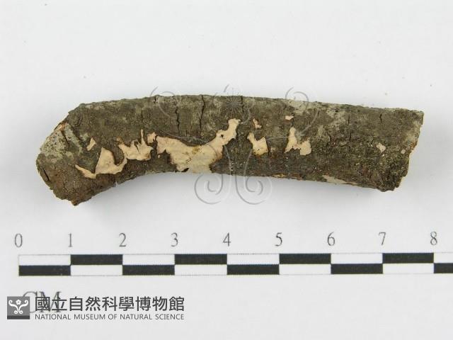筍殼菌屬藏品圖，第4張