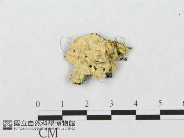 登錄號:F0015803藏品圖，第1張